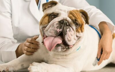 5 oltás, amire a társasági életet élő kutyádnak szüksége van