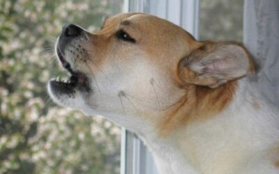 Kutyák hétköznapi egészsége 18 5 bombabiztos tipp, amivel még ma leszoktathatod kutyád az ugatásról