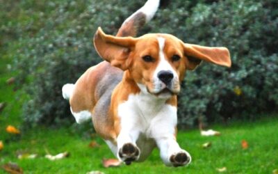 Kutyák hétköznapi egészsége 10 Te biztosan tudod, hogy mennyi mozgást igényel a kutyád?