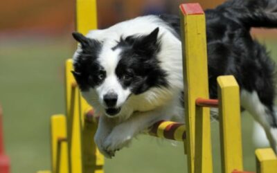 Az egészséges életvitel elősegítése: Tippek a kutyád rendszeres mozgásához (top 3 sportos játék)