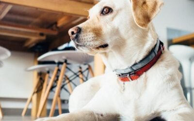 Kutyák hétköznapi egészsége 16 Állatbarát takarítási tippek otthonra