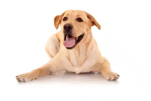 depositphotos_4879869-stock-photo-happy-retriever-labrador