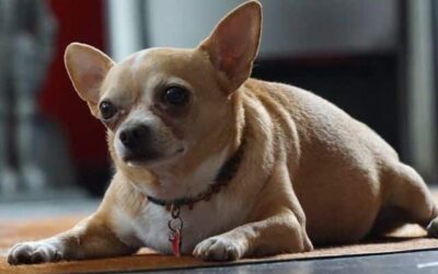 Kutyák hétköznapi egészsége 15 Túlsúlyos kutyák: Hozd formába kutyusodat (3 tanácsunkkal)