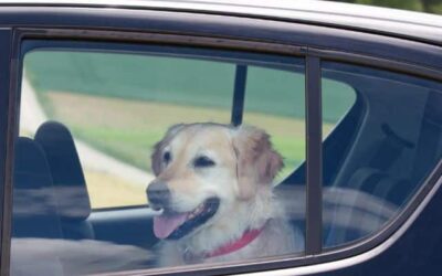 Kutyák hétköznapi egészsége 15 Így vigyázz a kutyádra az autóban – tudd mindig biztonságban kedvencedet
