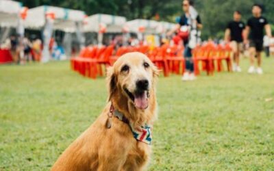 Kutyák hétköznapi egészsége 11 Így tartsd tisztán és egészségesen kutyusod fülét