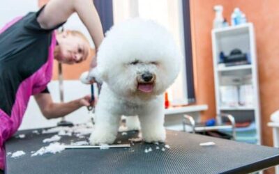 Kutyák hétköznapi egészsége 13 Hogyan nyugtasd meg kutyusod a kutyakozmetikusnál vagy az állatorvosnál