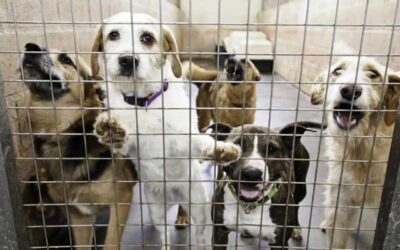 Kutyák hétköznapi egészsége 12 Így szocializáld a kutyád ha menhelyről hoztad (nem ismered a múltját)