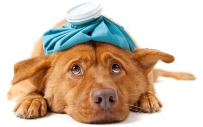 Kutyák hétköznapi egészsége 17 Top 10 kutya betegség (részletes ismertető)