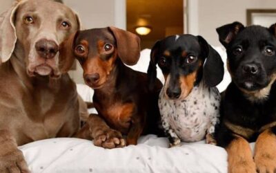 Kutyák hétköznapi egészsége 11 Hogyan javíthat a kutyád viselkedésén a szocializáció