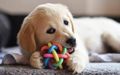 Kutyák hétköznapi egészsége 13 Tökéletes ajándék kutyusodnak születésnapra, névnapra