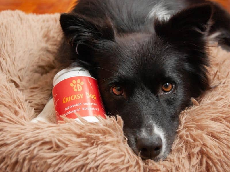 Twinky Ízületvédő - dog (3)