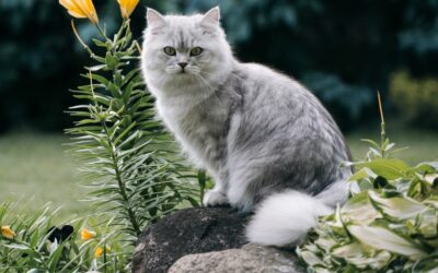 Brit hosszúszőrű macska gondozása és jellemzői