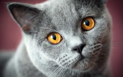 Brit rövidszőrű macska gondozása és jellemzői