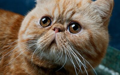 Egzotikus rövidszőrű macska gondozása és táplálása