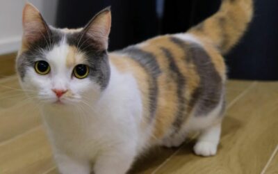 Munchkin (tacskómacska) Nevelése és Gondozása