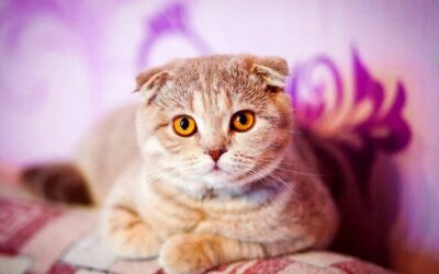 Skót lógófülű macska gondozása és jellemzői