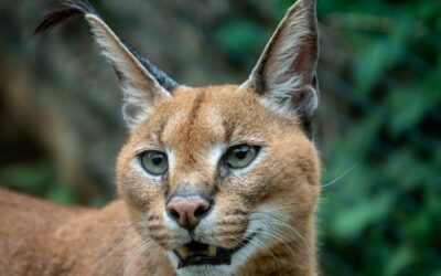 Karakál Macska – Elegancia és Vadon a Nappalidban