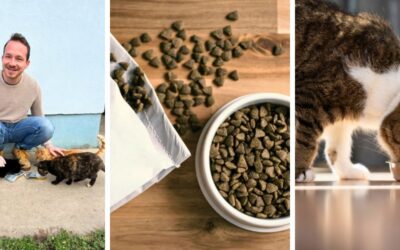 Macskatáp adagolási és átszoktatási útmutató (kezdő lépések)