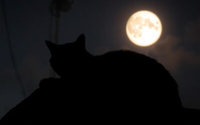 Macskás blog 16 Macska éjjeli mozgásigény csökkentése – Minden, amit tudnod kell róla!