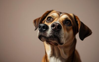 Miért bámul a kutyám a semmibe hosszú percekig?