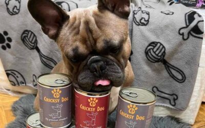 Kutyás blog 21 Miért döntöttem a CricksyDog mellett – egy kutyagazdi története