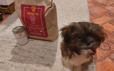 Kutyás blog 20 Első rendelés CricksyDogtól – mire számíthat a kutyagazdi?