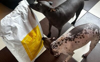 Kutyás blog 17 Juliet kutyatáp vélemény kis testű kutyásoktól