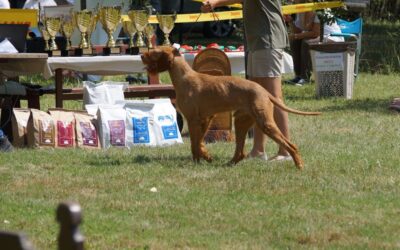 Kutyás blog 24 Mit mondanak a törzsvásárlók a CricksyDog kutyatáp csomagolásról?