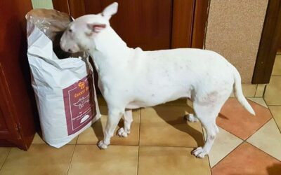 Kutyás blog 24 Juliet kutyatáp ára megéri? Vásárlók véleménye