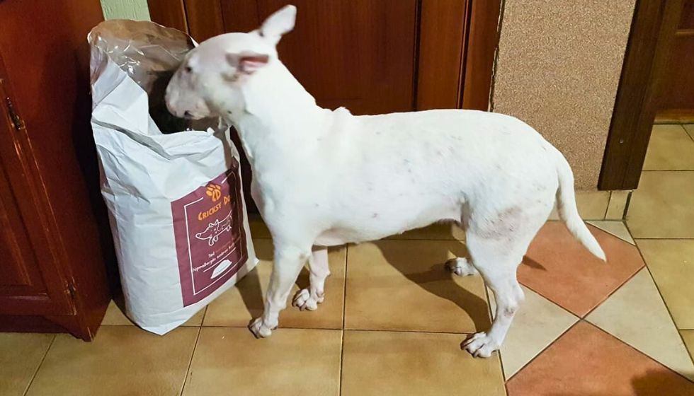 Juliet kutyatáp ára megéri? Vásárlók véleménye