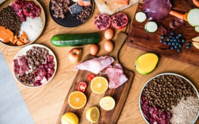 Kutyás blog 19 Juliet bárányos táp vs Vet Life – gazdik véleményei