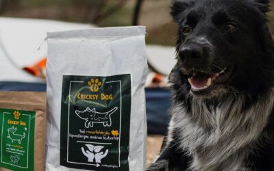 Melyik CricksyDog kutyatáp vált be a legjobban allergiás kutyáknál?