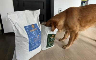 Melyik Twinky termék illik jobban az idősebb kutyádnak?