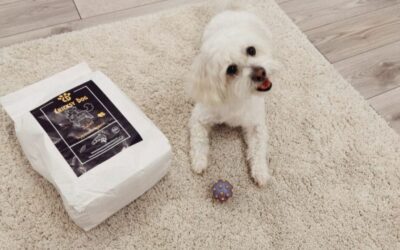 Kutyás blog 23 Allergiás kutya 3 hét CricksyDog után – látványos változás