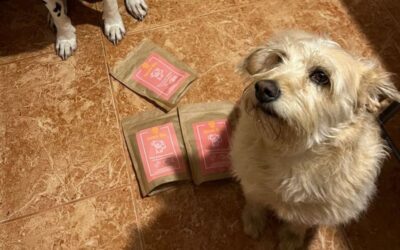 Kutyás blog 20 Juliet kutyatáp és kevesebb állatorvosi költség – tapasztalat