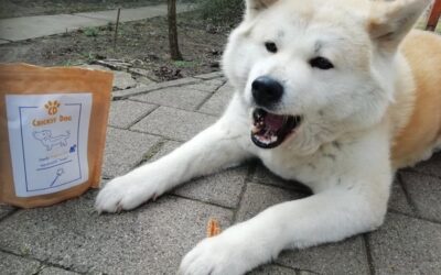 Kutyás blog 23 CricksyDog kutyatáp napi szintű etetés mellett – 1 hónap után