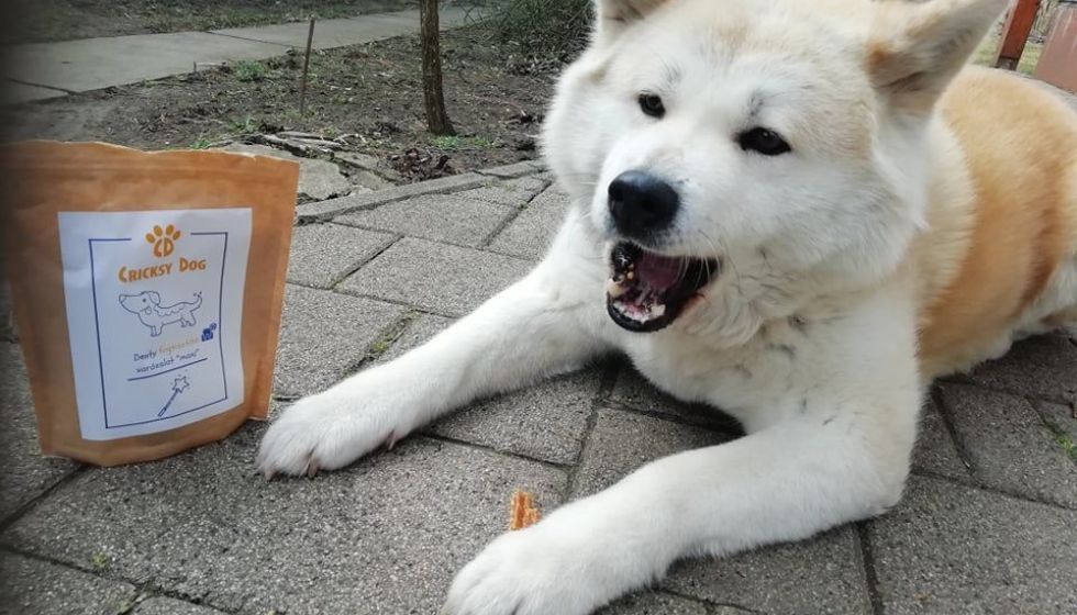 CricksyDog kutyatáp napi szintű etetés mellett – 1 hónap után