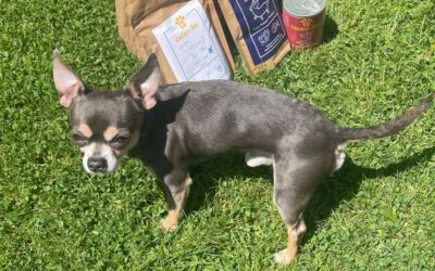 Kutyás blog 23 Miért lettem CricksyDog kutyatápos törzsvásárló?