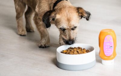 Kutyás blog 17 Twinky multivitamin por + Mr. Easy kutyatáp öntet együttes hatása – valós tapasztalat