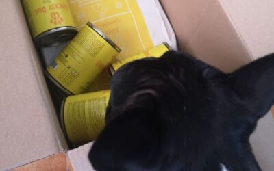 Kutyás blog 20 Twinky lazacolaj rendelés – hogyan válaszd ki a megfelelő kiszerelést?