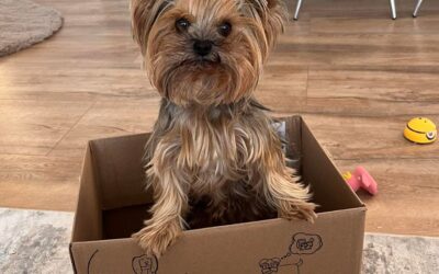 Kutyás blog 16 Juliet hipoallergén kutyatáp és a vakarózás megszűnése – egy történet