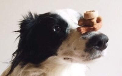 Kutyás blog 22 Ted száraz kutyatáp – vásárlói vélemény nagytestű kutyák esetén