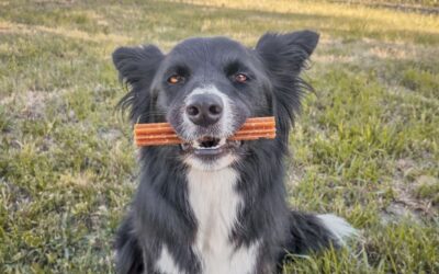 Fogtisztító csontok összehasonlítása: Denty Mini vagy Pedigree?