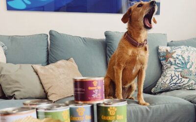 Kutyás blog 23 Twinky termékek hatása hosszú távon – kutyás gazdik beszámolói