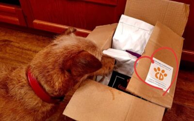 Kutyás blog 17 Mire számíts, ha CricksyDog tápra váltasz?