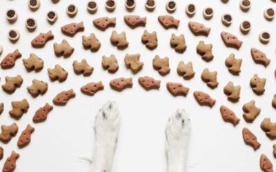 Miért választják sokan a CricksyDog tápokat újra és újra?