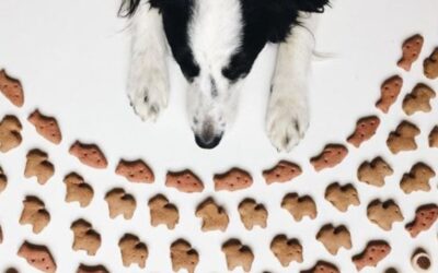 Kutyás blog 17 Kutyások ajánlásai CricksyDog tápokra Facebookon