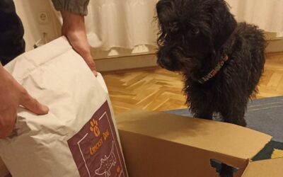 Kutyás blog 23 Ingyenes szállítás minden CricksyDog termékekre mennyiségtől függetlenül