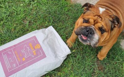 Kutyás blog 17 Hogyan szoktasd hozzá kutyádat az új kutyatáphoz fokozatosan?