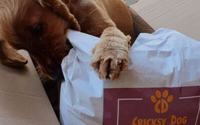 Hypoallergenic tápok tesztje – Juliet vs Vet Life